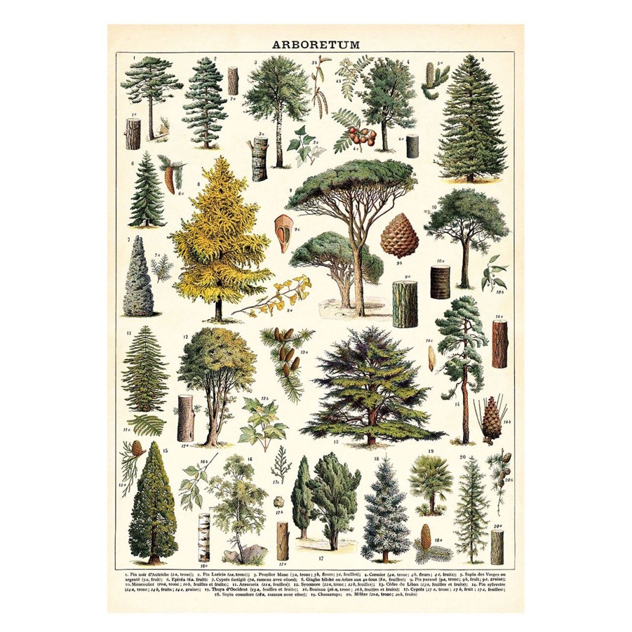 Decor JK Adams Wall Art | Cavallini Vintage Poster Arboretum